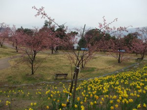 水仙と桜