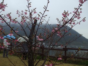 河津桜と若妻会