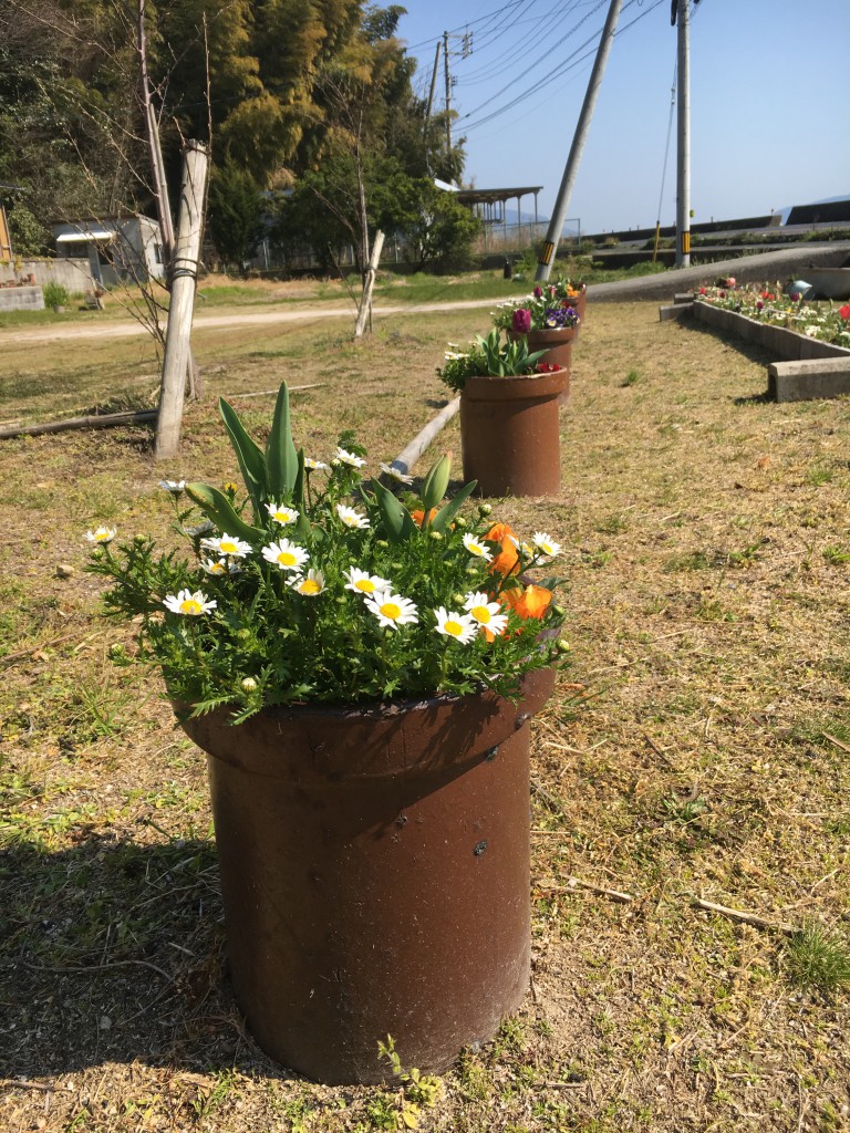 土管に植えた花