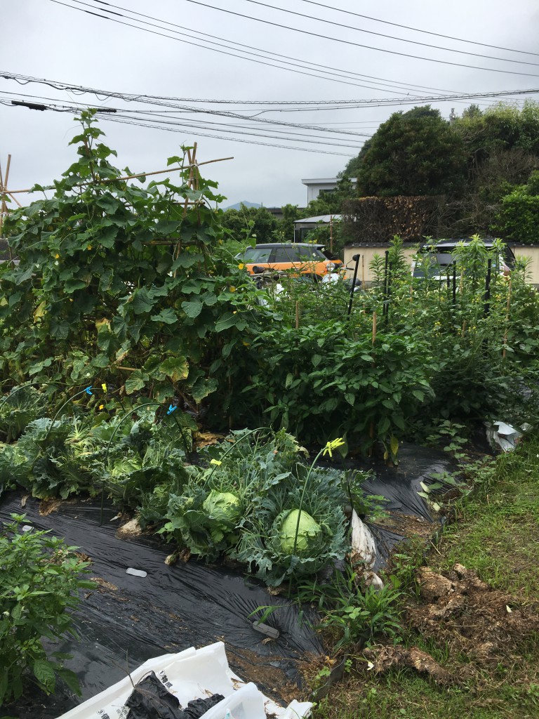 その隣、穴あきキャベツ